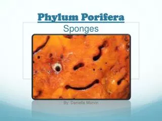 Phylum Porifera Sponges
