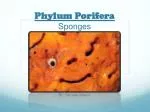 Phylum Porifera Sponges - slide 1
