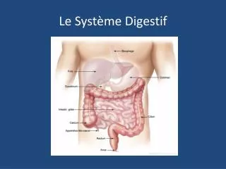 le syst me digestif