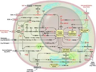 G2 / M phase transition is performed by a protein kinase conserved throughout eukaryotes