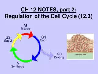 CH 12 NOTES, part 2: Regulation of the Cell Cycle (12.3)