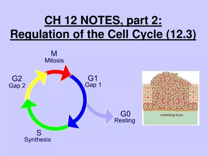ch 12 notes part 2 regulation of the cell cycle 12 3