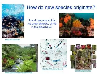 How do new species originate?