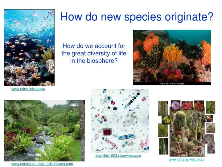 how do new species originate