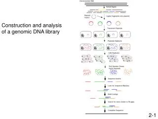 Construction and analysis of a genomic DNA library
