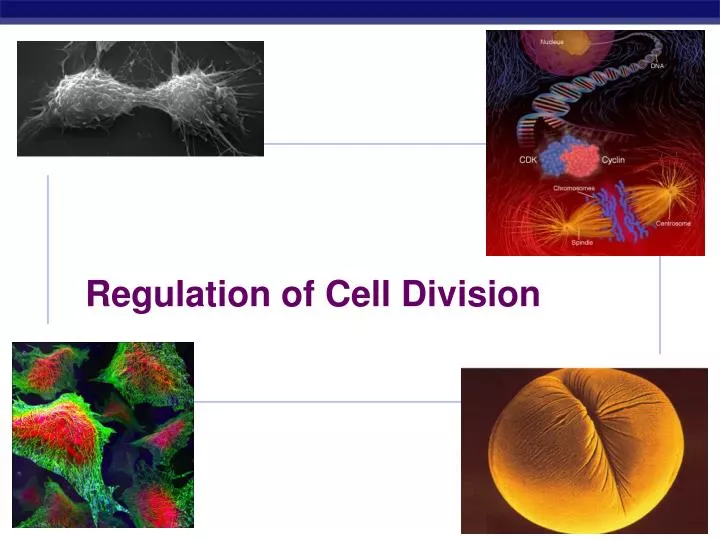 regulation of cell division
