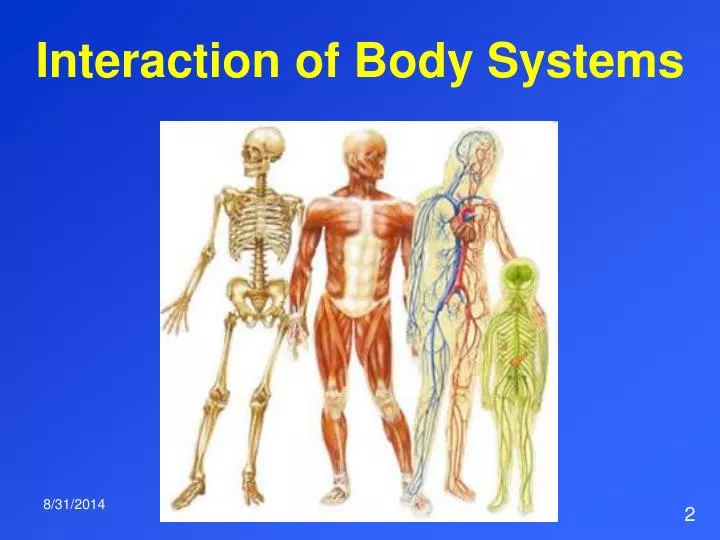 interaction of body systems