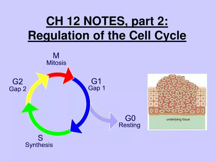 ch 12 notes part 2 regulation of the cell cycle