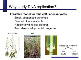 Why study DNA replication?