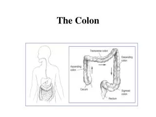 The Colon