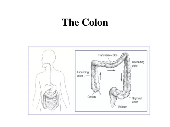 the colon