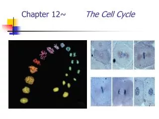 Chapter 12~ 		 The Cell Cycle