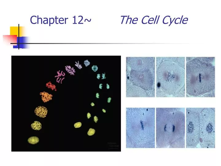 chapter 12 the cell cycle