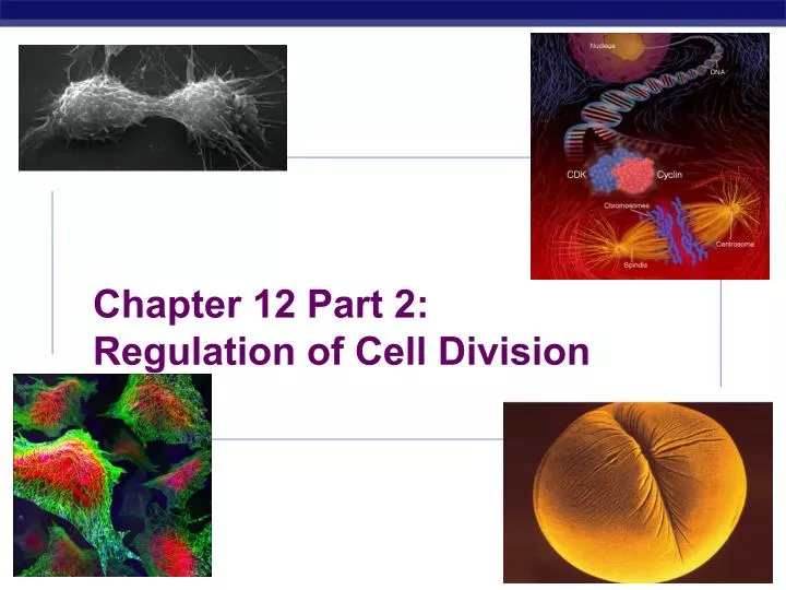 chapter 12 part 2 regulation of cell division