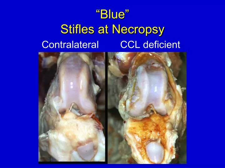 blue stifles at necropsy