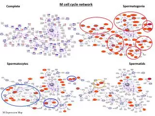 M cell cycle network