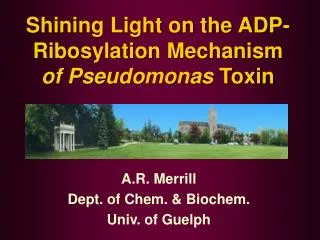 Shining Light on the ADP-Ribosylation Mechanism of Pseudomonas Toxin