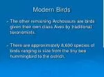 Modern Birds - slide 1