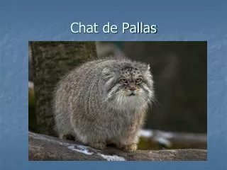 chat de pallas