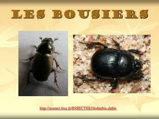 les bousiers