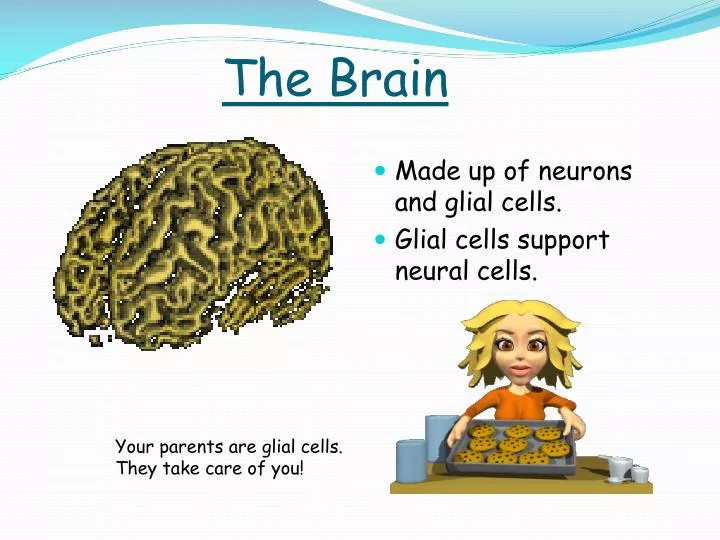 the brain