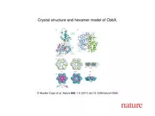 O Mueller-Cajar et al . Nature 000 , 1 - 6 (2011) doi:10.1038/nature10568