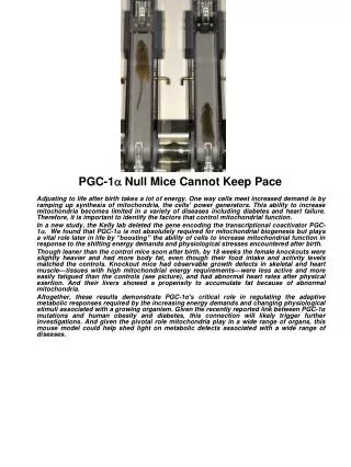 PGC-1 a Null Mice Cannot Keep Pace