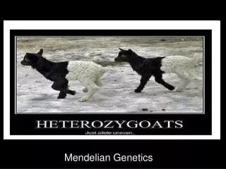 Mendelian Genetics