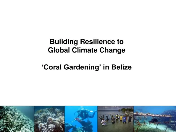building resilience to global climate change coral gardening in belize