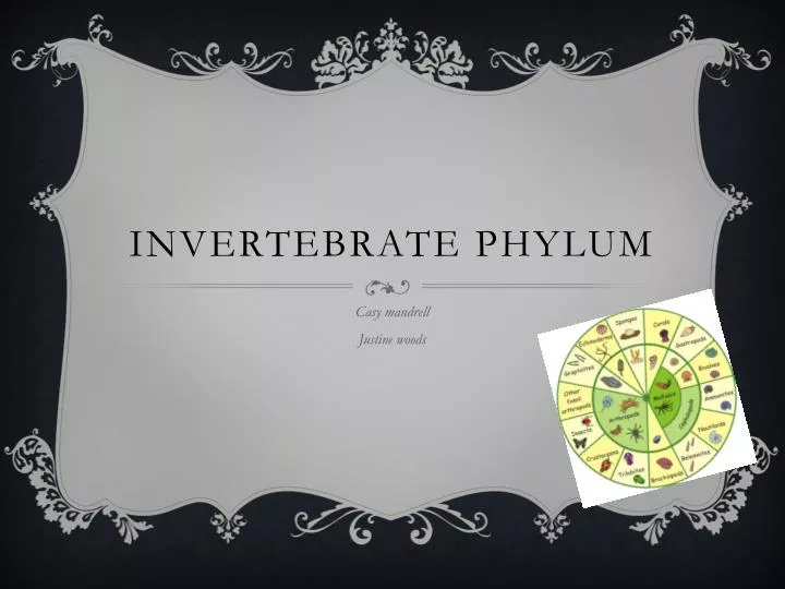 invertebrate phylum