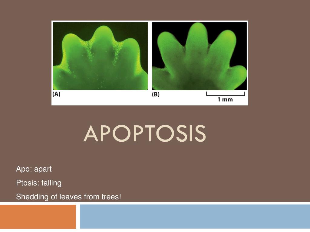PPT - APOPTOSIS PowerPoint Presentation, free download - ID:3758183