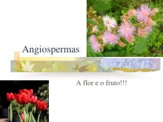 angiospermas