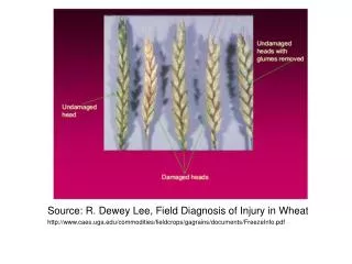Source: R. Dewey Lee, Field Diagnosis of Injury in Wheat