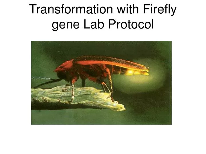 transformation with firefly gene lab protocol