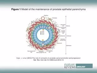 Figure 1 Model of the maintenance of prostate epithelial parenchyma