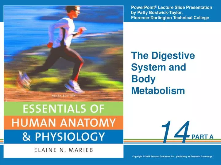 the digestive system and body metabolism