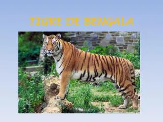 tigre de bengala