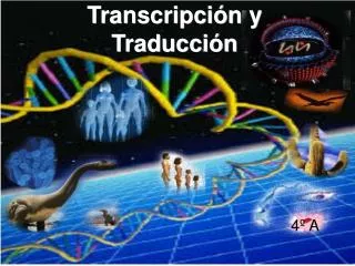 transcripci n y traducci n