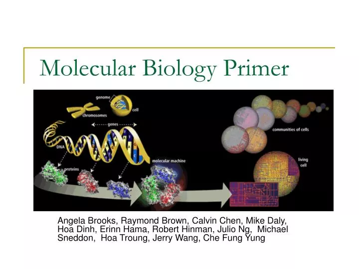 molecular biology primer