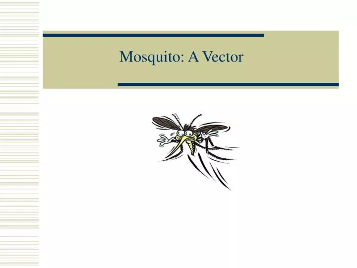mosquito a vector