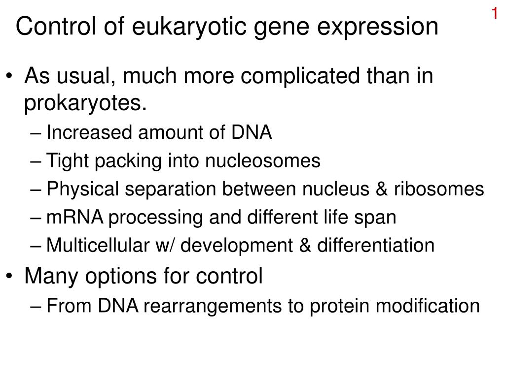 PPT - Control of eukaryotic gene expression PowerPoint Presentation ...