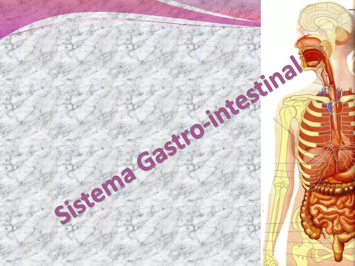 sistema gastro intestinal