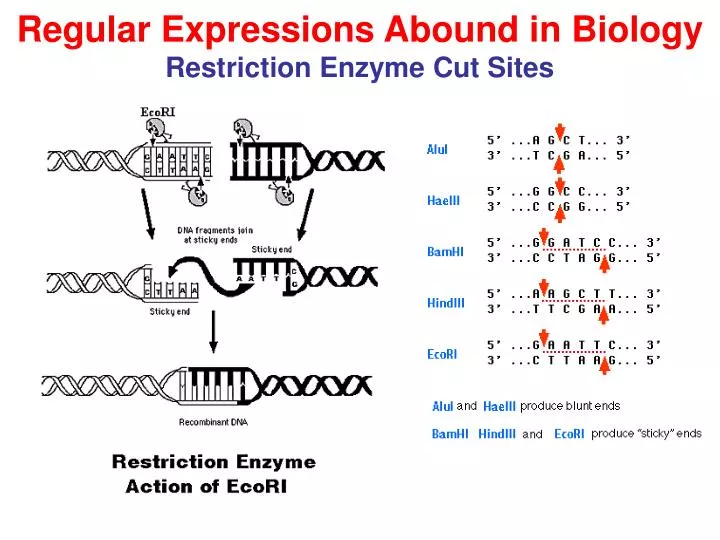 regular expressions abound in biology restriction enzyme cut sites
