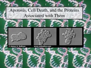 Apotosis, Cell Death, and the Proteins Associated with Them