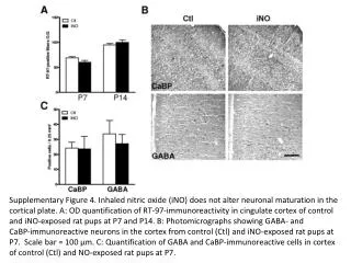 Supplementary Figure 4. Inhaled nitric oxide (iNO) does not alter neuronal maturation in the