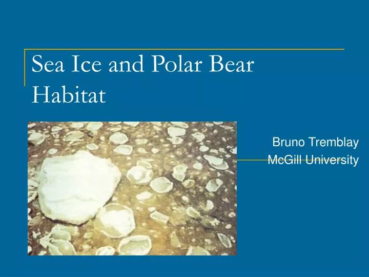 sea ice and polar bear habitat