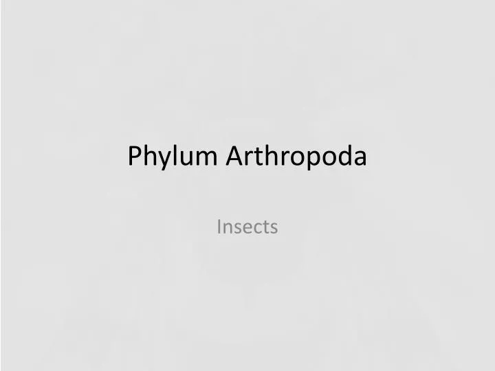 phylum arthropoda