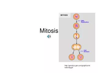 Mitosis