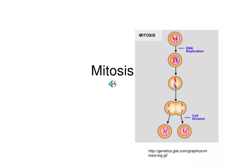 Ppt Mitosis Powerpoint Presentation Free Download Id3761555
