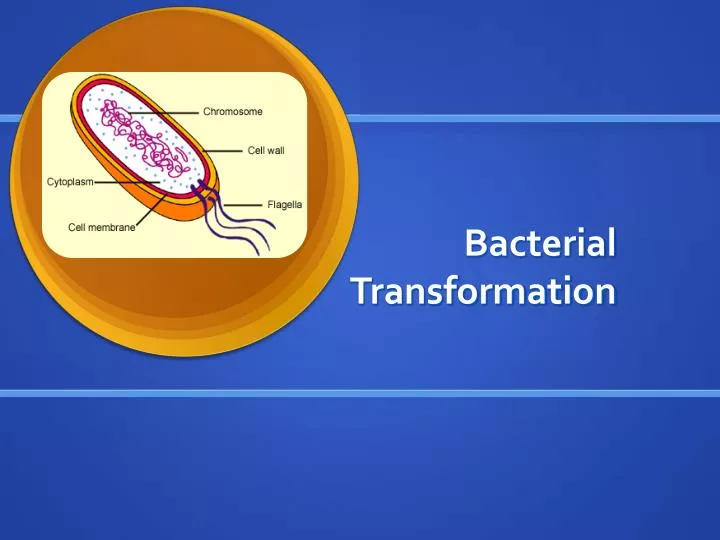 bacterial transformation